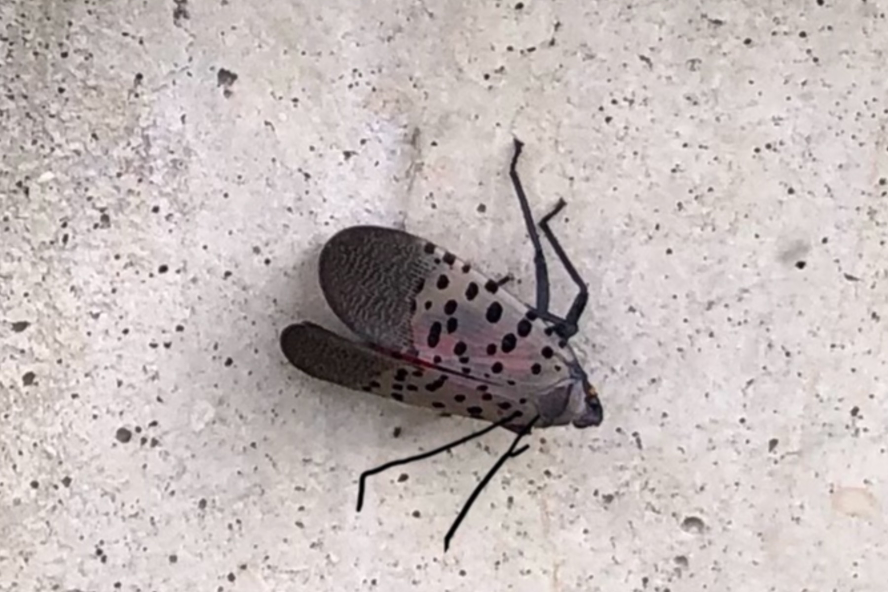 Invasive spotted lanternfly on host plant cropped