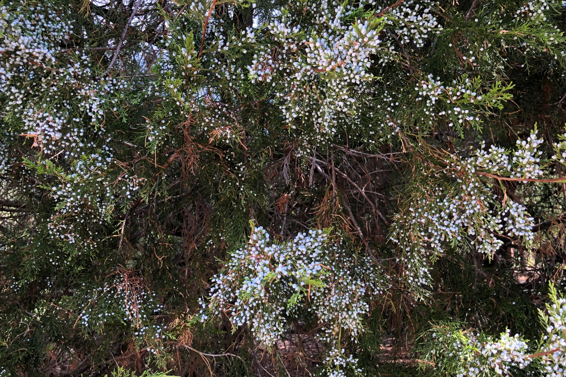 Red eastern cedar tree cropped